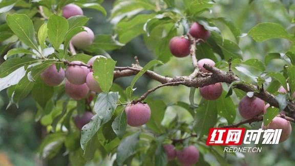 乡村振兴在路上｜湘西凤凰：漾水坨百亩桃李丰收 社区青年带母直播销万余斤桃李(图1)