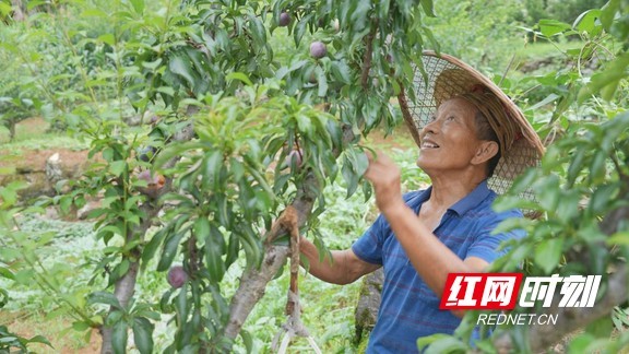 乡村振兴在路上｜湘西凤凰：漾水坨百亩桃李丰收 社区青年带母直播销万余斤桃李(图2)