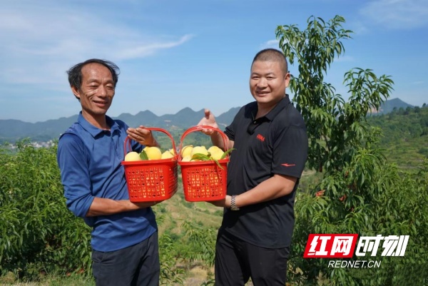 新化县桑梓镇：“小水果”撬动乡村振兴“大产业”(图1)