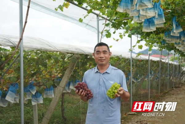 新化县桑梓镇：“小水果”撬动乡村振兴“大产业”(图3)