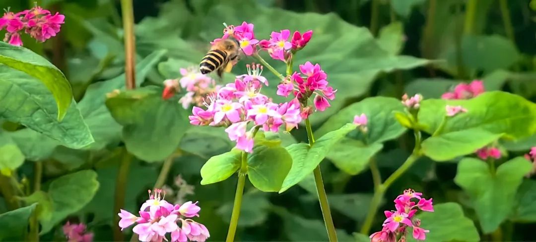 杏彩体育荞花开了！盛夏云南临沧又多了一个玩处(图1)