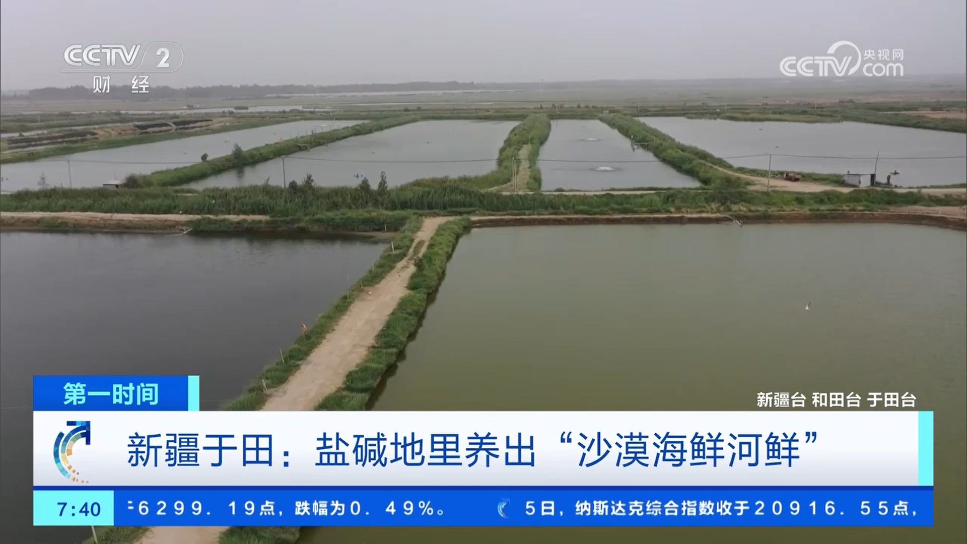 盐碱地里养海鲜柳树林下养金蝉因地制宜、科学种养助增收(图1)