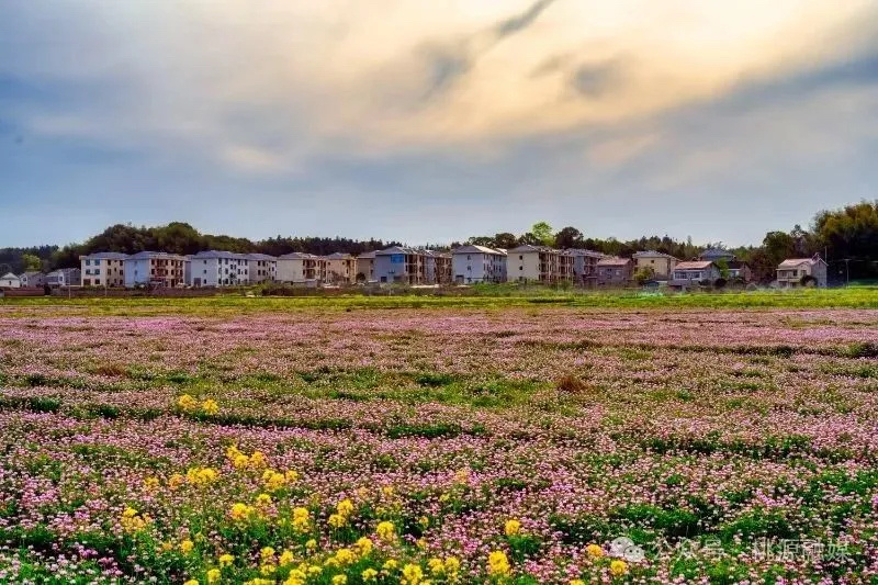 沃土生金喜看丰收——湖南省桃源县擘画“桃花源里好耕田”新图景(图3)