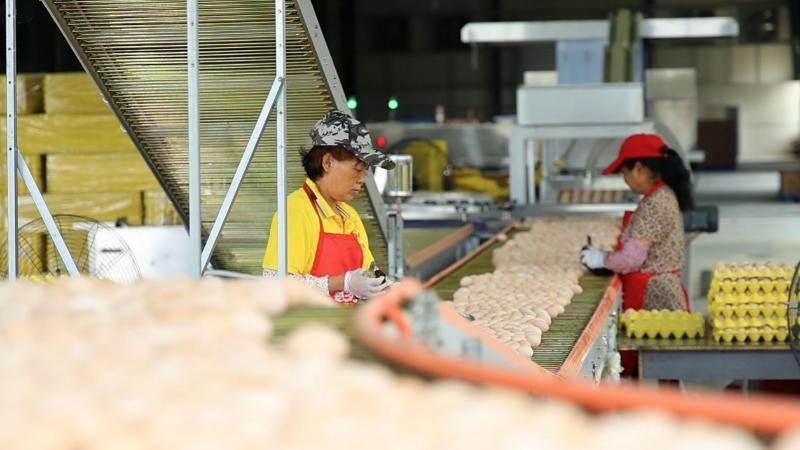 科技赋能蛋鸡产业江西吴山镇“蹚出”乡村振兴新路径(图1)