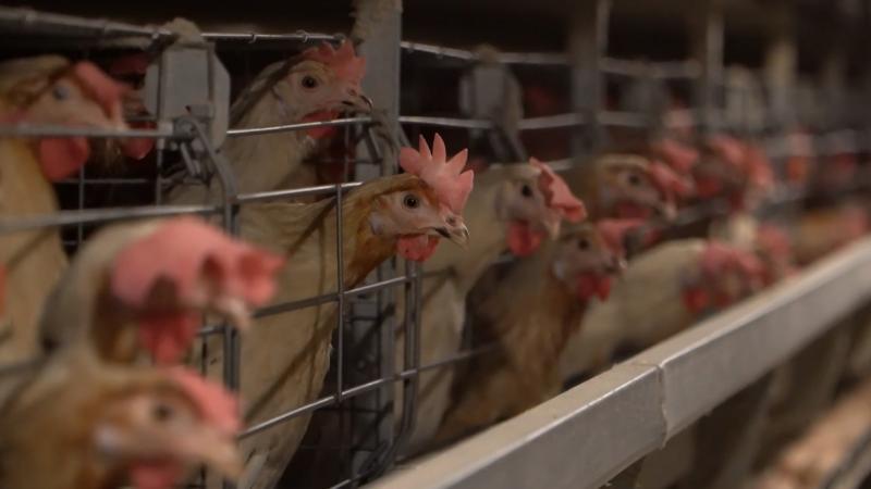 科技赋能蛋鸡产业江西吴山镇“蹚出”乡村振兴新路径(图2)