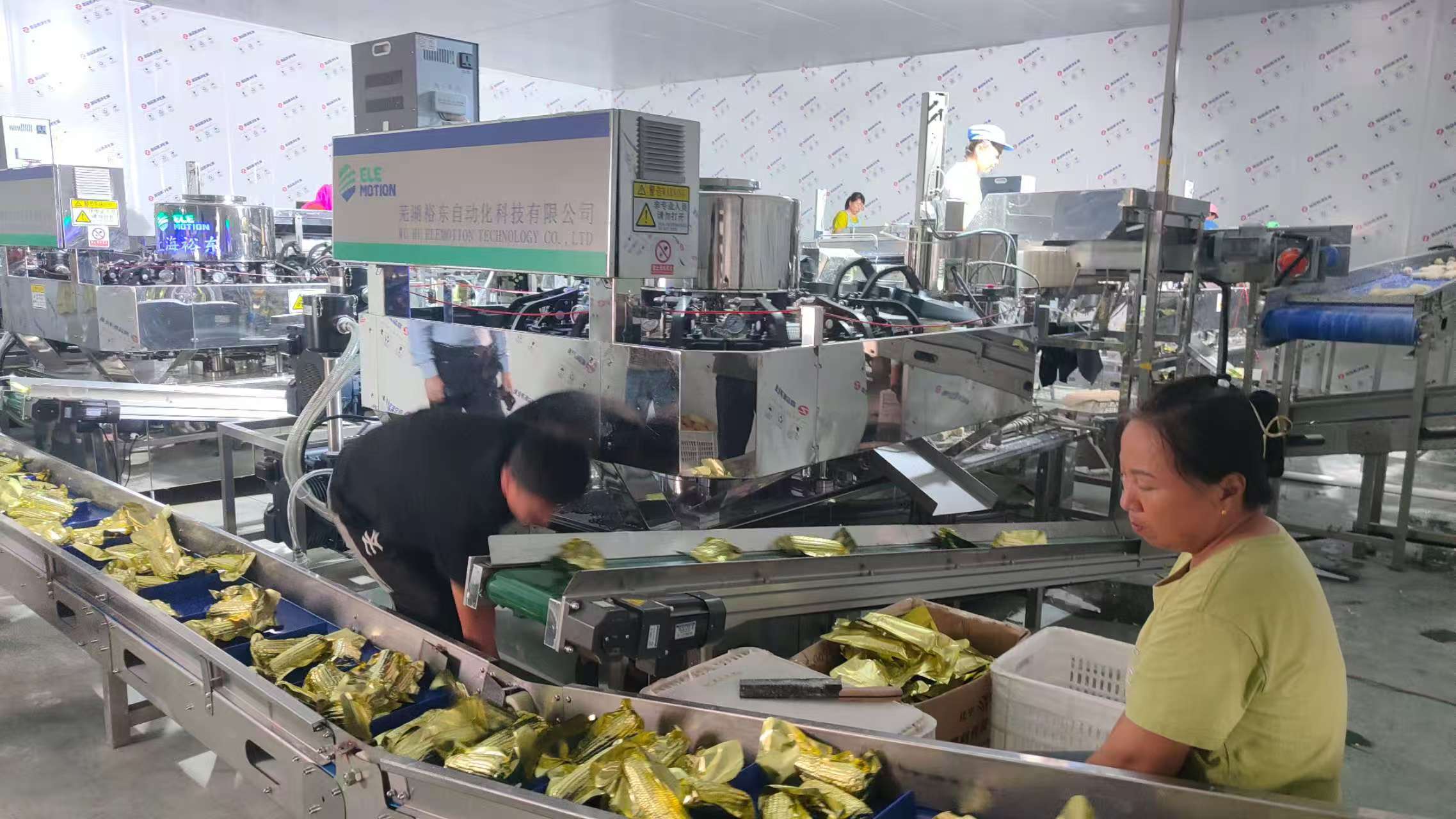 内蒙古奈曼旗：鲜食玉米“金豆豆”奏响产业富民曲(图1)