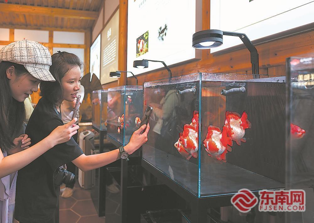 焕新、创新、上新!多维感知活力八闽(图3)