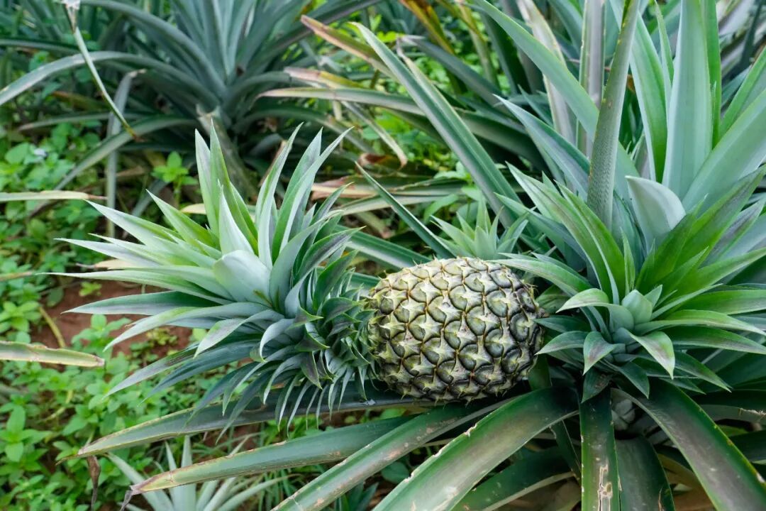 菠萝怎么种植图片 202509012328112323.jpg