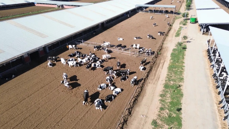 二十四节气看蒙牛丨白露走进现代牧业吴忠牧场(图1)