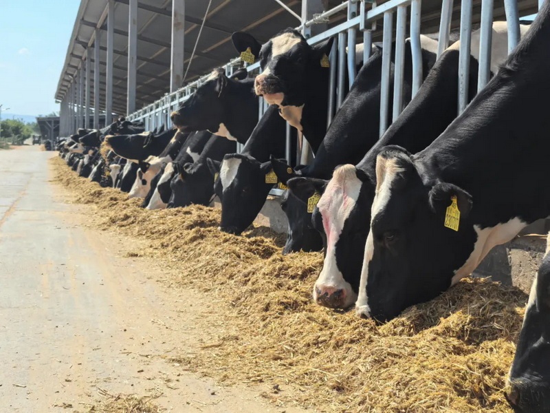 二十四节气看蒙牛丨白露走进现代牧业吴忠牧场(图2)