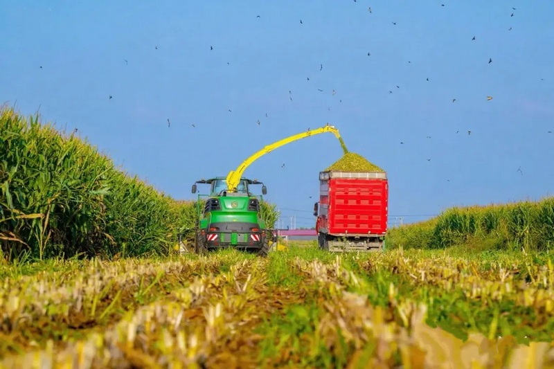 二十四节气看蒙牛丨白露走进现代牧业吴忠牧场(图3)