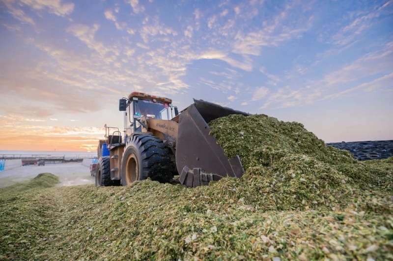 二十四节气看蒙牛丨白露走进现代牧业吴忠牧场(图4)
