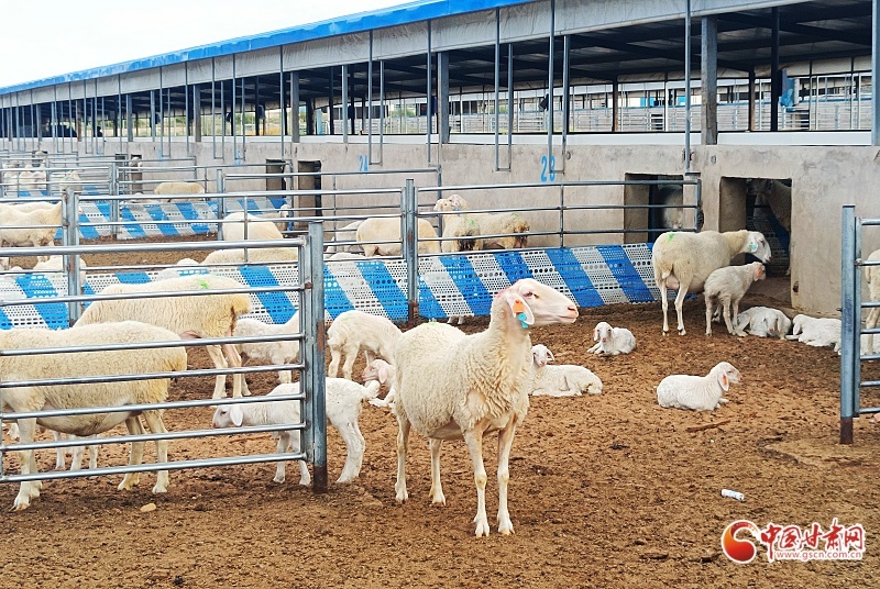 古浪县：羊产业奏响乡村振兴“牧歌”(图1)