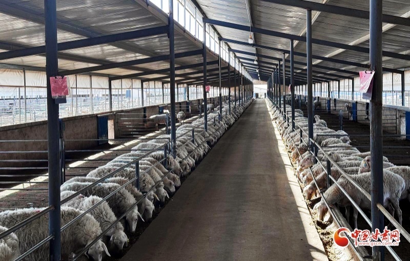 古浪县：羊产业奏响乡村振兴“牧歌”(图2)