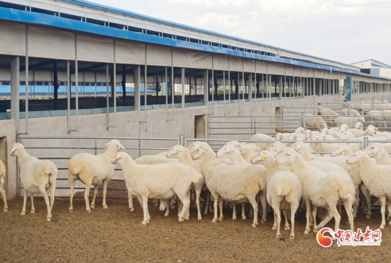 古浪县：羊产业奏响乡村振兴“牧歌”(图4)