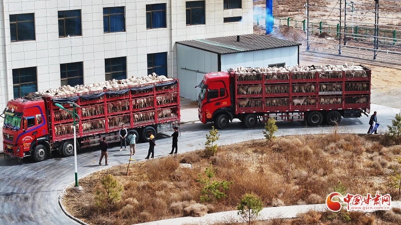 古浪县：羊产业奏响乡村振兴“牧歌”(图6)