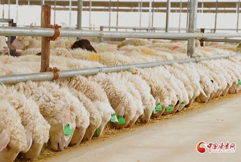 古浪县：羊产业奏响乡村振兴“牧歌”(图5)