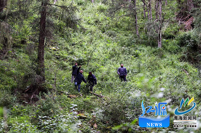 青海玛可河林区：从“伐木”到“护绿”的生态涅槃(图6)