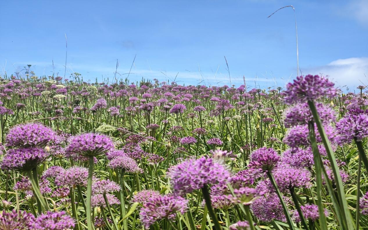 赫章十余万亩花海盛放 游客尽享紫色浪漫