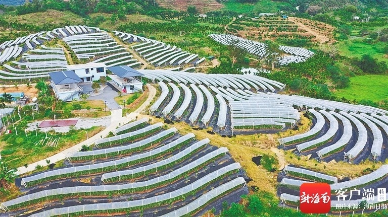 生态农杏彩体育平台业看琼中(图1)