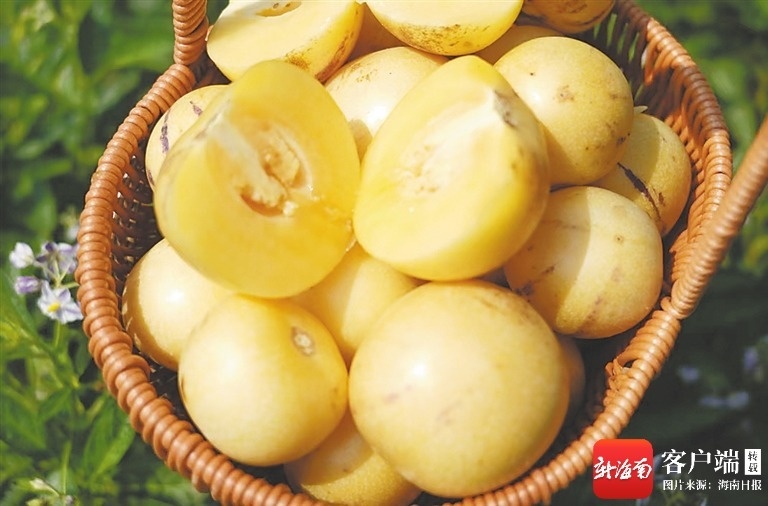 生态农杏彩体育平台业看琼中(图3)