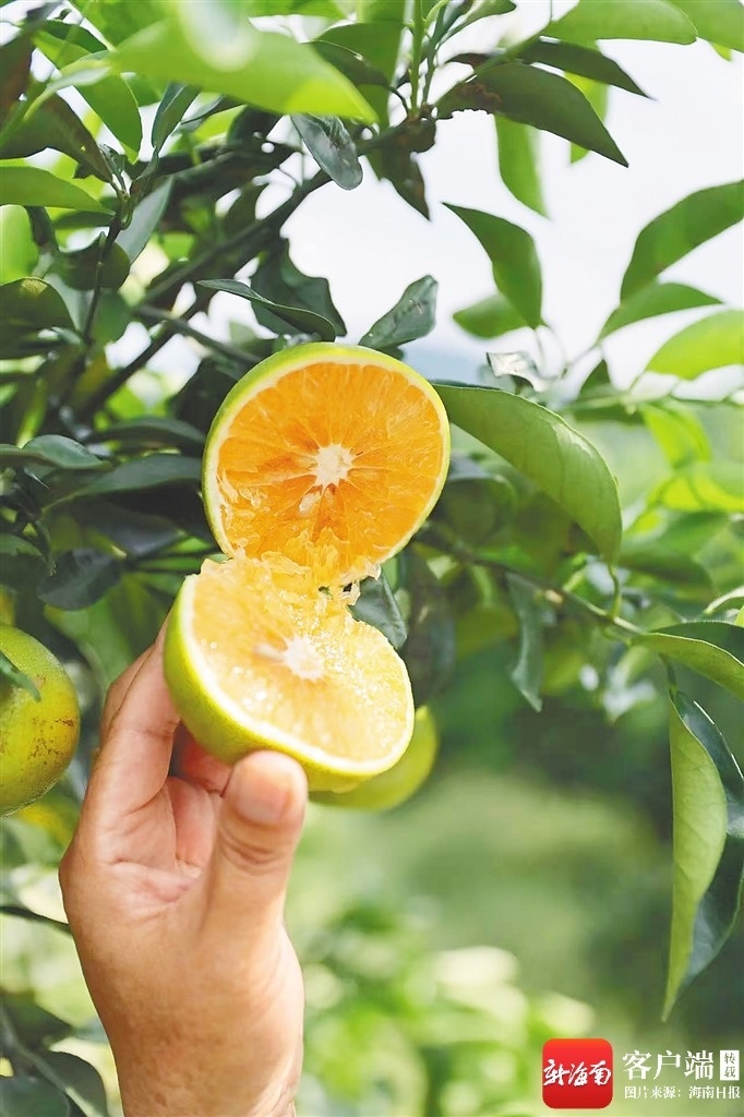 生态农杏彩体育平台业看琼中(图2)