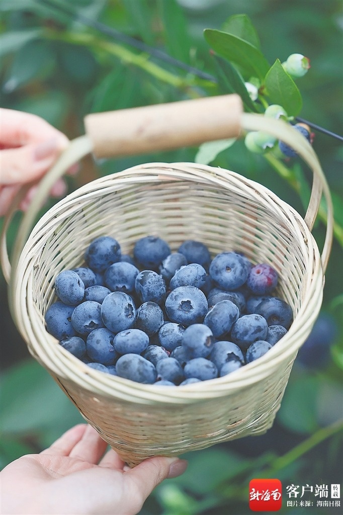 生态农杏彩体育平台业看琼中(图4)