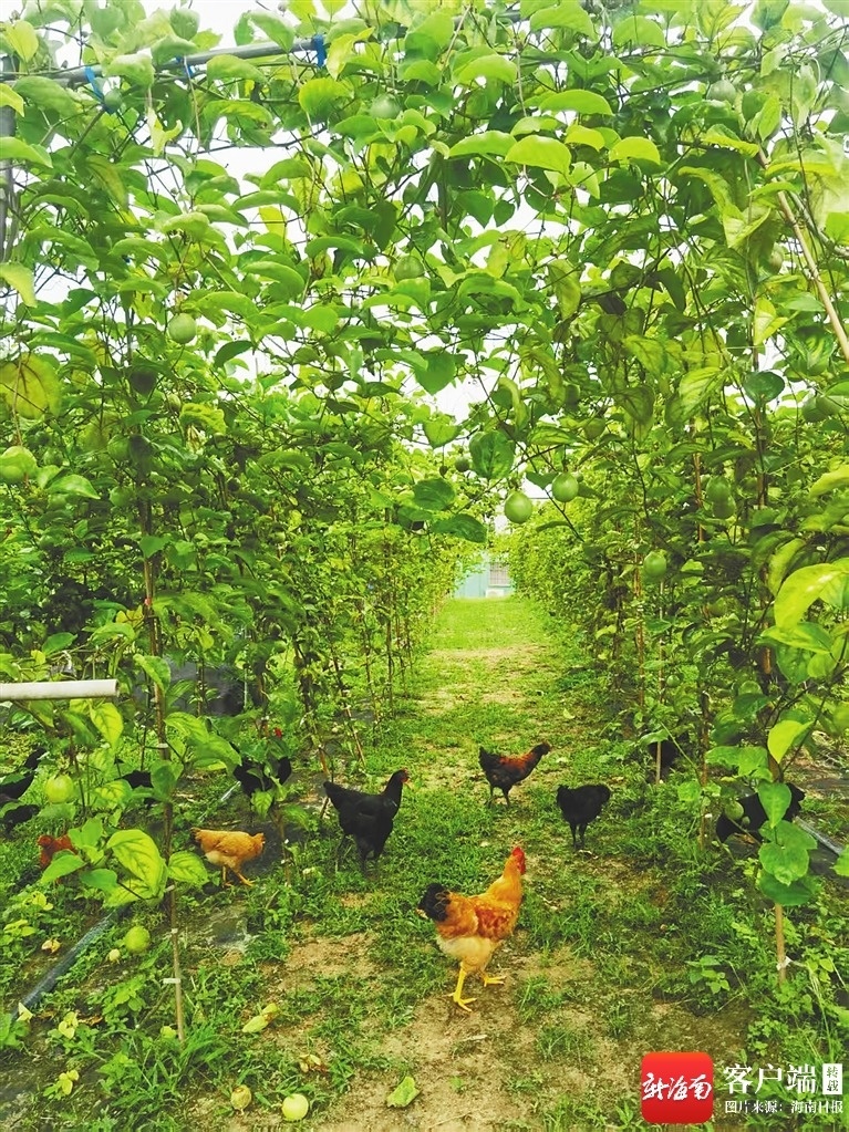 生态农杏彩体育平台业看琼中(图6)