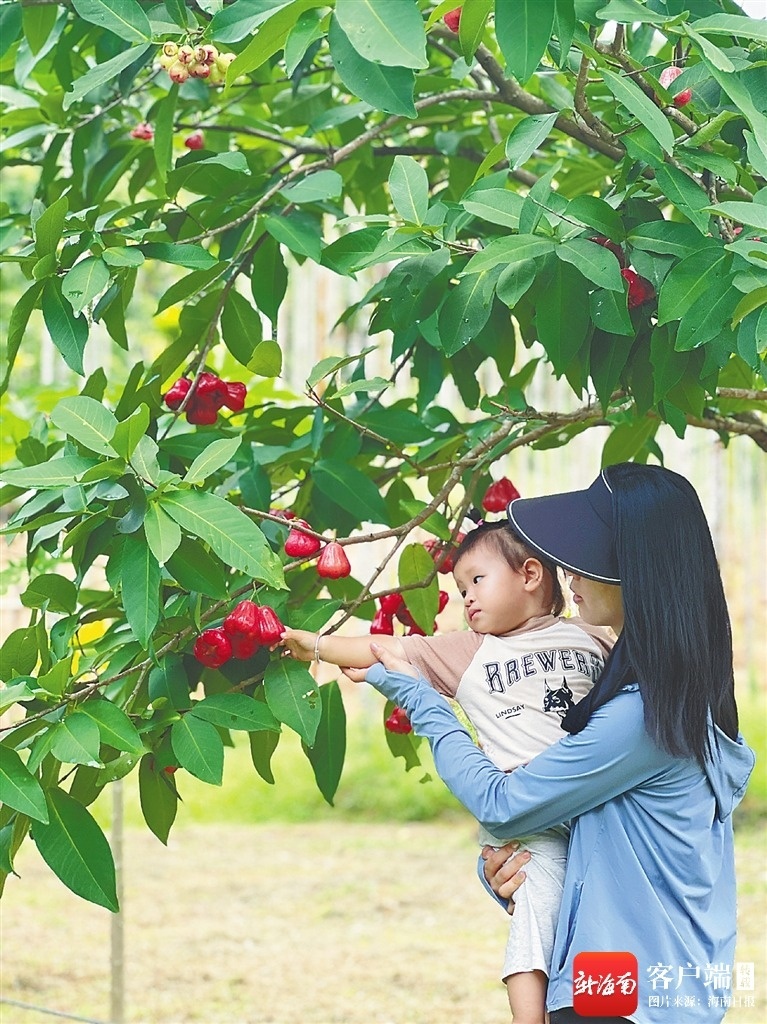生态农杏彩体育平台业看琼中(图5)