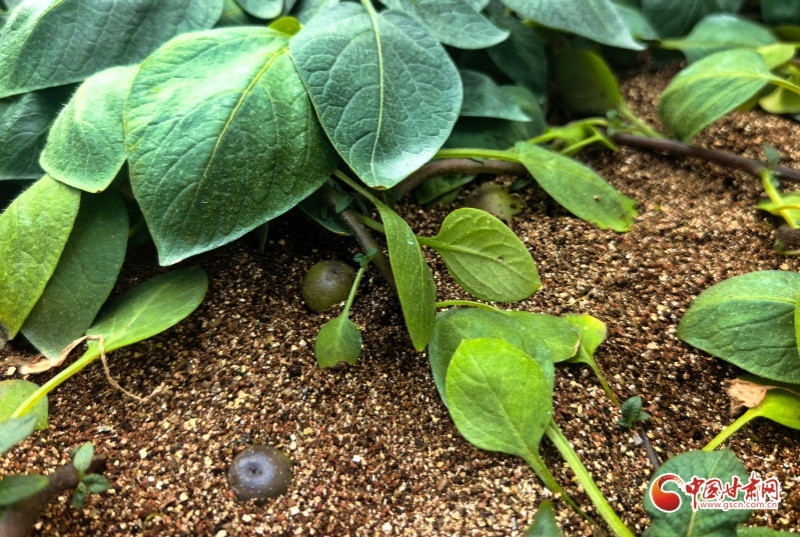 祁连山下是我家科技浇灌 民乐马铃薯产业绽放“致富花”(图1)