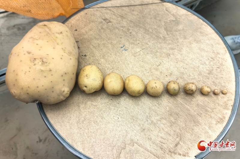 祁连山下是我家科技浇灌 民乐马铃薯产业绽放“致富花”(图3)