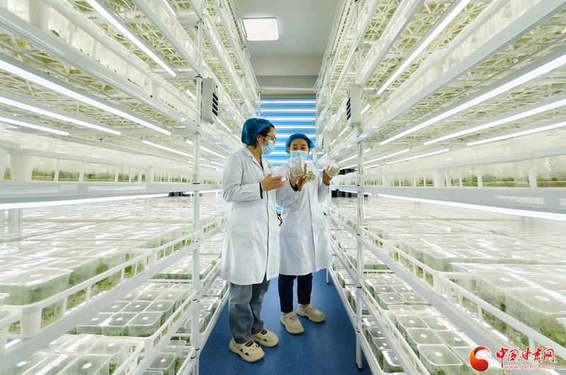 祁连山下是我家科技浇灌 民乐马铃薯产业绽放“致富花”(图4)