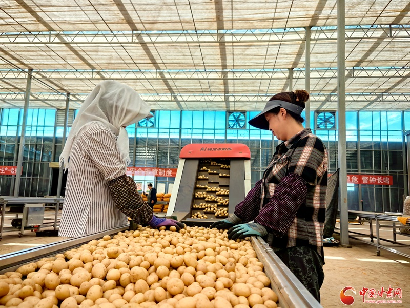 祁连山下是我家科技浇灌 民乐马铃薯产业绽放“致富花”(图5)