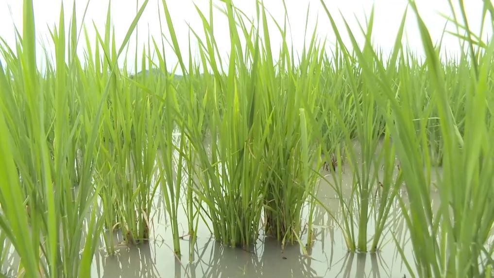 安博体育:新华视点丨向盐碱地要粮!福建惠安书写农业变革答卷(图2)