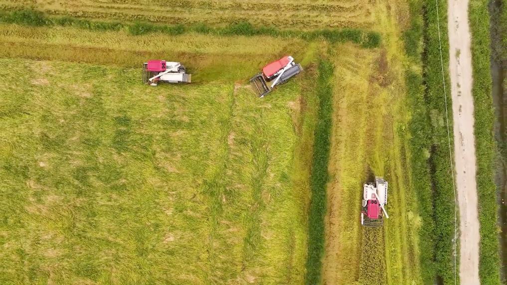 安博体育:新华视点丨向盐碱地要粮!福建惠安书写农业变革答卷(图3)