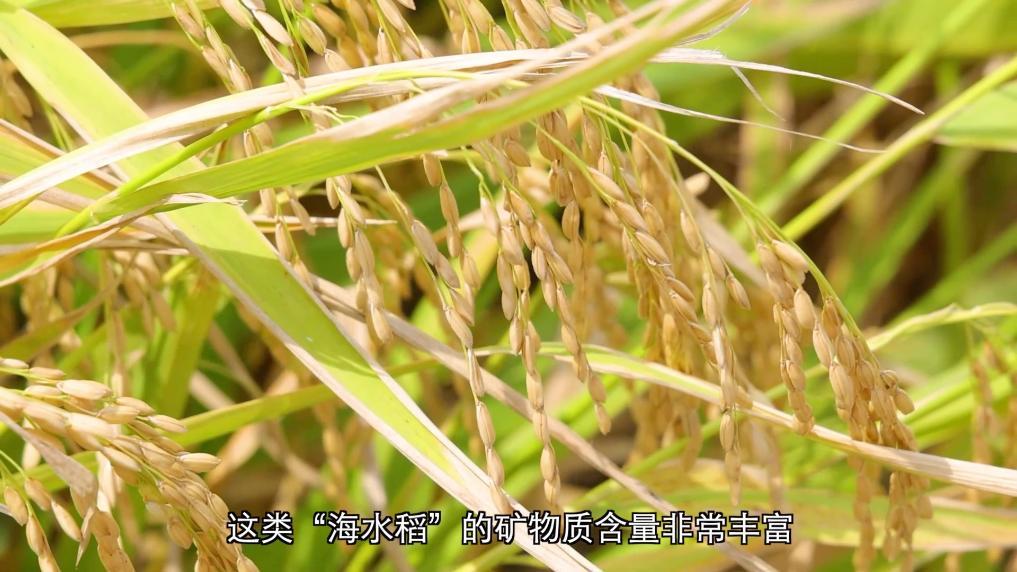 安博体育:新华视点丨向盐碱地要粮!福建惠安书写农业变革答卷(图4)