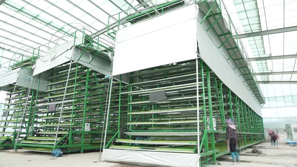 安博体育:新华视点丨向盐碱地要粮!福建惠安书写农业变革答卷(图6)