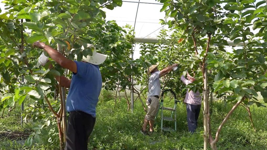 安博体育:新华视点丨向盐碱地要粮!福建惠安书写农业变革答卷(图8)