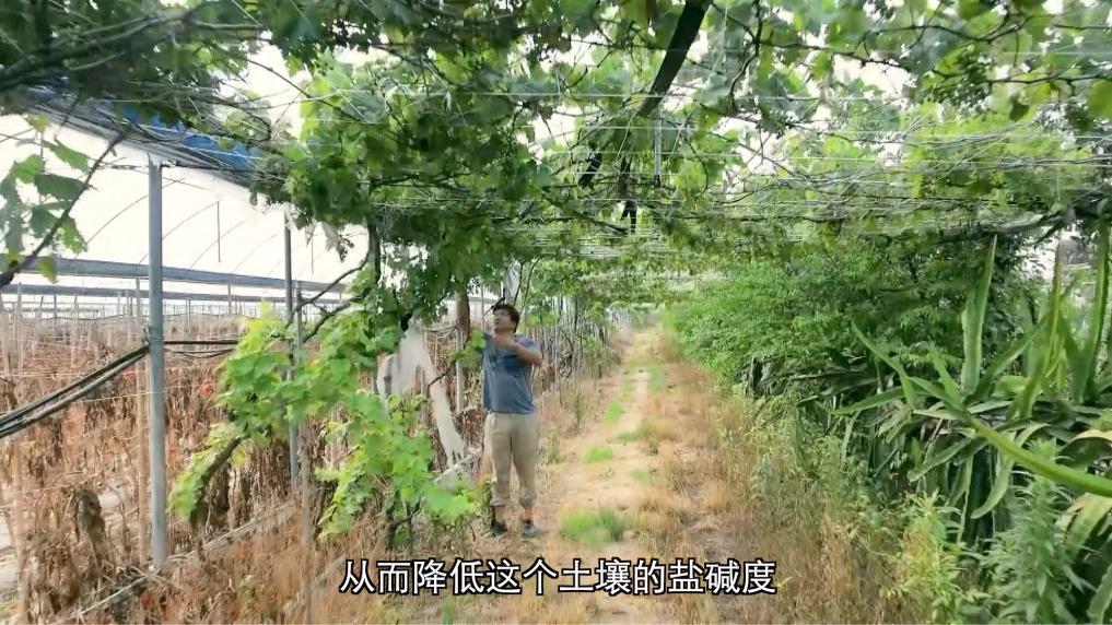 安博体育:新华视点丨向盐碱地要粮!福建惠安书写农业变革答卷(图9)