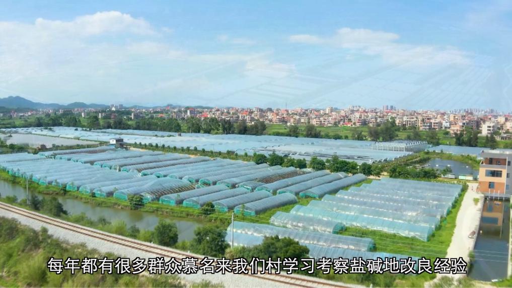 安博体育:新华视点丨向盐碱地要粮!福建惠安书写农业变革答卷(图11)