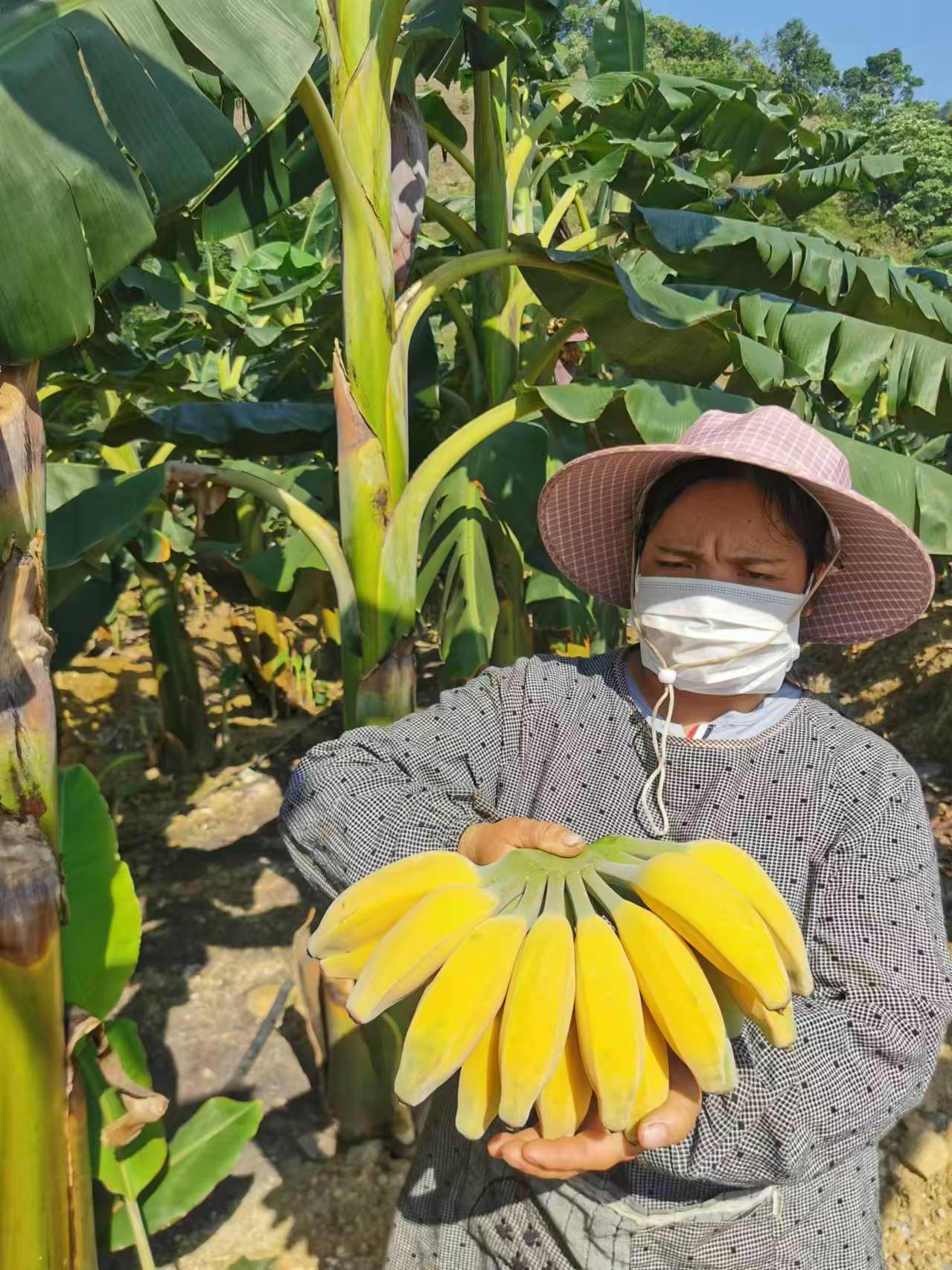 Pg电子平台：贵州省册亨县以数字之笔绘就乡村振兴新画卷(图2)