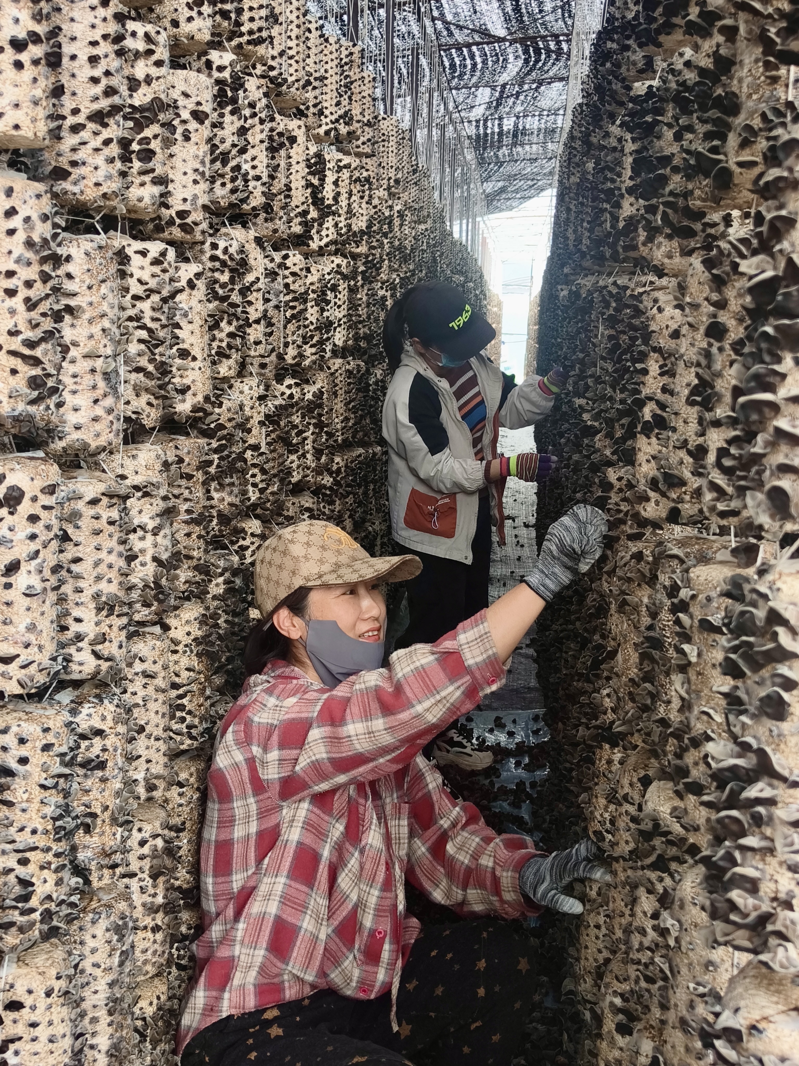 东北边城纪行之一 东宁：“木耳之乡”绘就兴边富民新图景(图2)