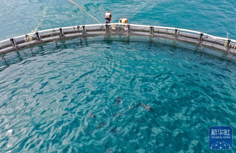 央媒看海南丨金枪鱼养殖推动海南渔业高质量发展(图1)