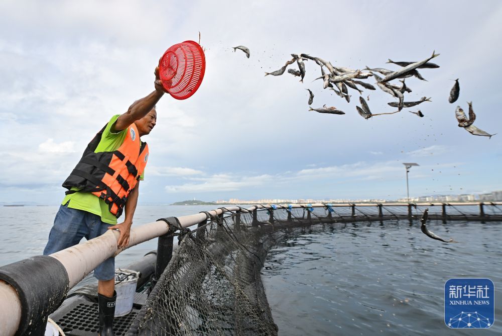 央媒看海南丨金枪鱼养殖推动海南渔业高质量发展(图2)