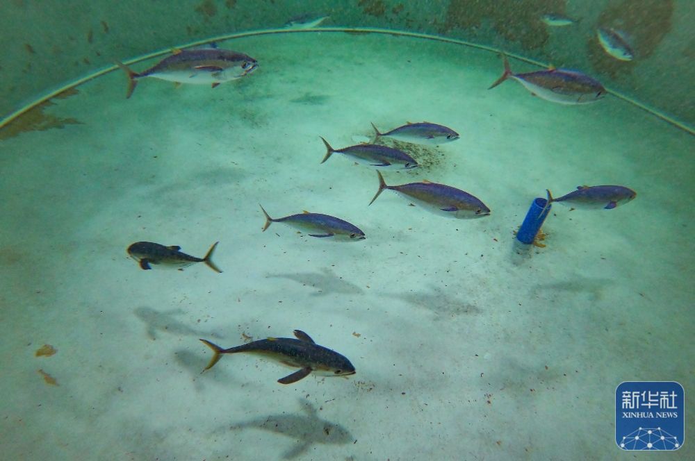 央媒看海南丨金枪鱼养殖推动海南渔业高质量发展(图4)