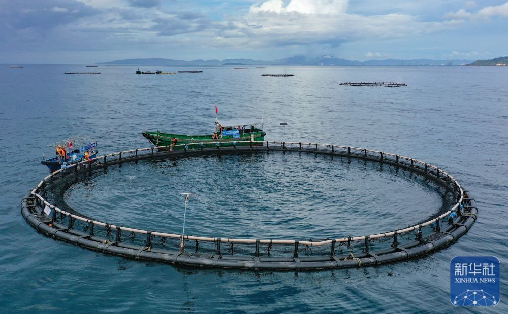 央媒看海南丨金枪鱼养殖推动海南渔业高质量发展(图8)