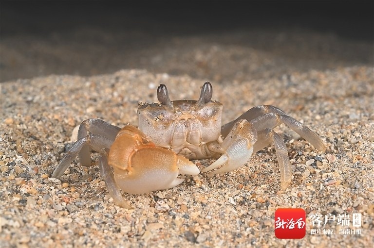 海南周刊 科普作家张小蜂： 我在海南拍螃蟹(图1)