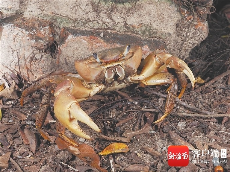 海南周刊 科普作家张小蜂： 我在海南拍螃蟹(图3)