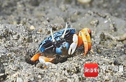 海南周刊 科普作家张小蜂： 我在海南拍螃蟹(图2)