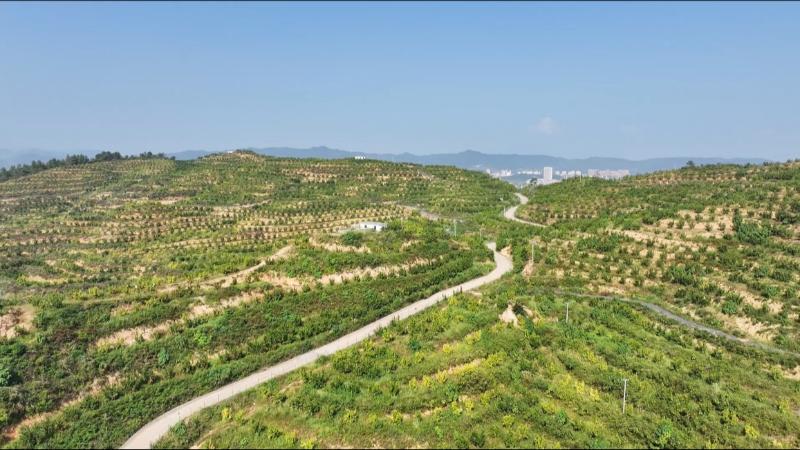 江西永新：井冈蜜柚迎丰收科技助力提升品质(图1)